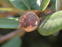 Andricus vacciniifoliae