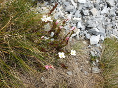 Epilobium vernicosum