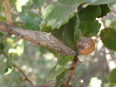 Andricus vacciniifoliae