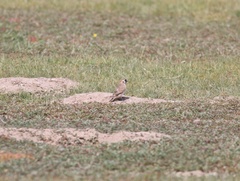 Montifringilla davidiana