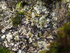 Caloplaca litoricola