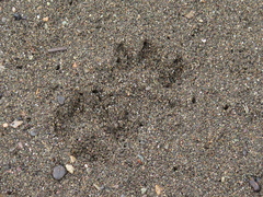 Canis lupus crassodon