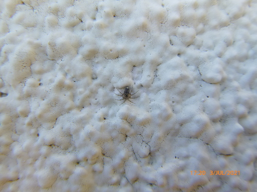 photo of Wall Spiders (Oecobius)