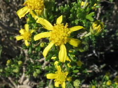 Euryops multifidus