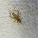photo of House Cricket (Acheta domesticus)