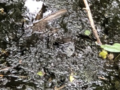 Lithobates catesbeianus