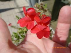Gambelia