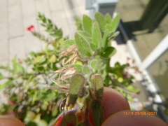 Gambelia