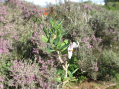 Solanum guineense