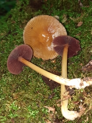 Mycena rutilantiformis