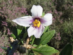 Solanum guineense