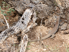 Aspidoscelis exsanguis