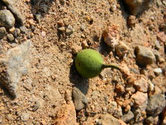 Ficus beddomei