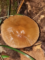 Mycena rutilantiformis