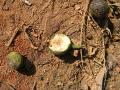 Ficus beddomei