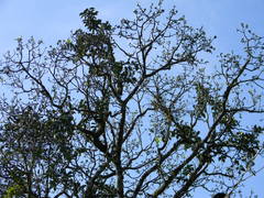 Ficus beddomei