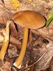 Mycena rutilantiformis