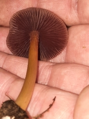 Mycena rutilantiformis