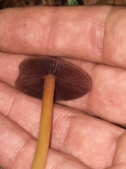 Mycena rutilantiformis