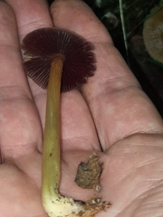 Mycena rutilantiformis