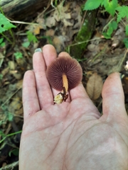 Mycena rutilantiformis