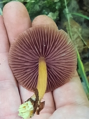 Mycena rutilantiformis