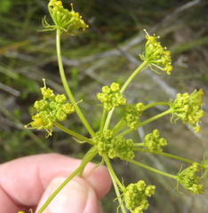 Notobubon ferulaceum