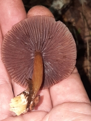 Mycena rutilantiformis