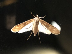Parapoynx maculalis