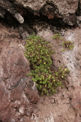 Spergularia azorica