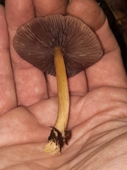 Mycena rutilantiformis