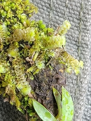 Scapania irrigua