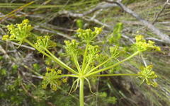 Notobubon ferulaceum