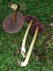 Mycena rutilantiformis