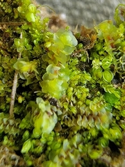 Scapania irrigua