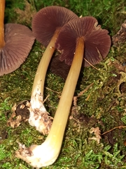 Mycena rutilantiformis