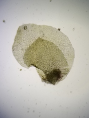 Scapania irrigua