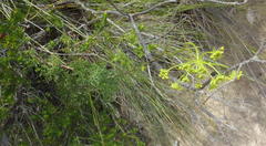 Notobubon ferulaceum