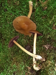 Mycena rutilantiformis