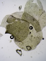 Scapania irrigua