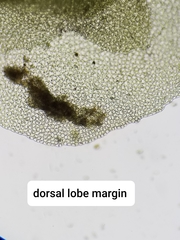 Scapania irrigua