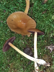 Mycena rutilantiformis