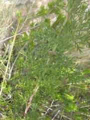 Notobubon ferulaceum