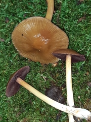 Mycena rutilantiformis