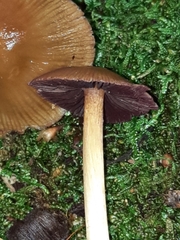 Mycena rutilantiformis