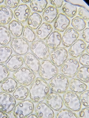 Scapania irrigua