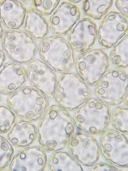 Scapania irrigua