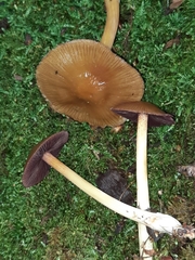 Mycena rutilantiformis