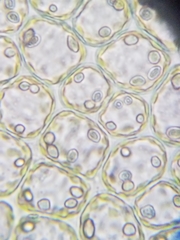 Scapania irrigua