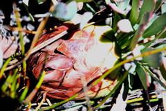 Protea effusa